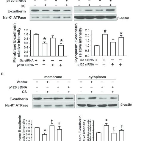 The Regulatory Role Of P In E Cadherin Endocytosis Induced Catenin