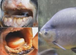 Pescador russo fisga peixe dentes humanos Vírgula