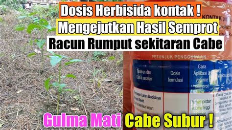 Mengejutkan Hasil Semprot Herbisida Pada Tanaman Cabe Youtube