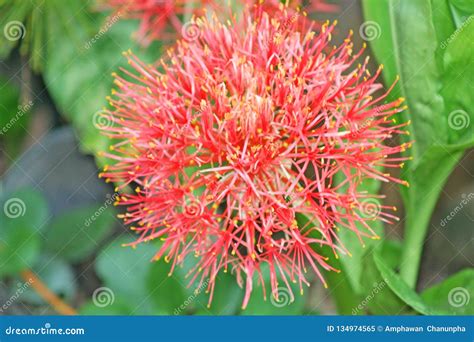 Scadoxus Multiforus Growing And Only Blooming In May Blood Flower Or