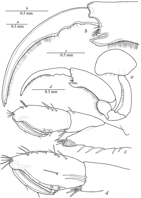 Stenothoe Nhatrangensis Sp Nov Male Zin 89382 A Gnathopod Ii Download Scientific Diagram