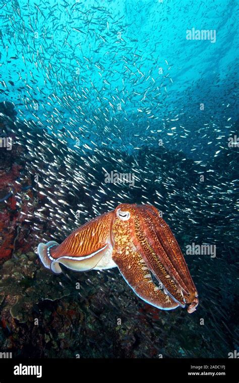 Pharao Cuttlefish On A Healthy Reef At Richelieu Rock Thailand Stock