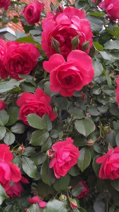 Роза Розариум Ютерсен(Rosarium Uetersen').Цветение в моем саду май ...