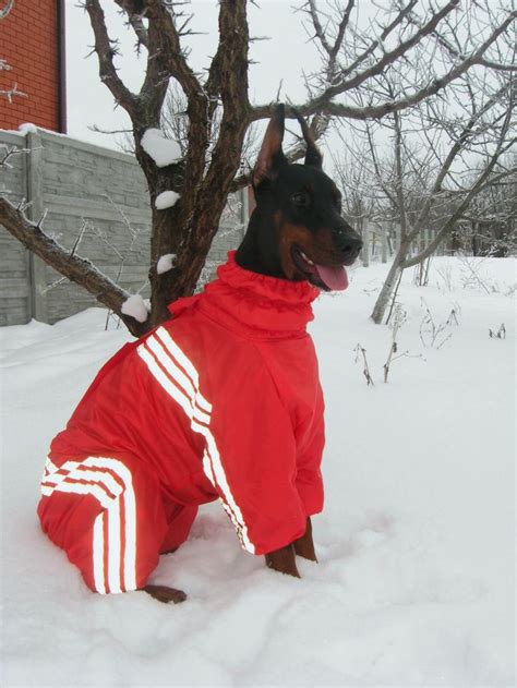 Pin de Doberman Online Store em #Doberman #Costumes
