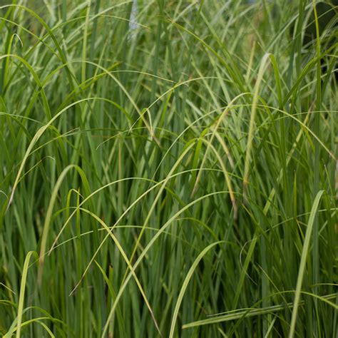 Prairie Cord Grass Seeds For Sale Spartina Pectinata