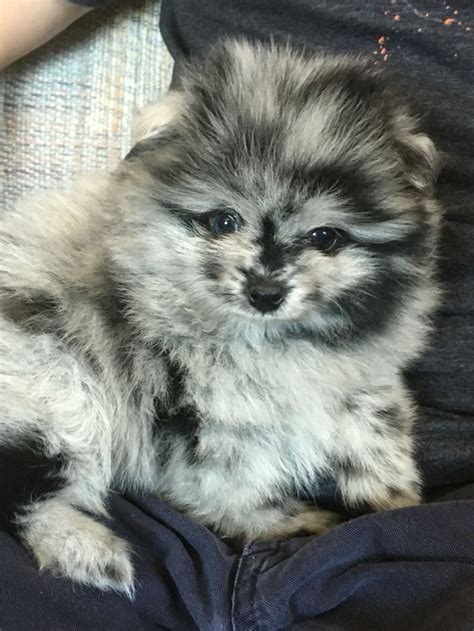 Diesel Imler - cutest blue Merle Pomeranian ever! … | Merle pomeranian ...