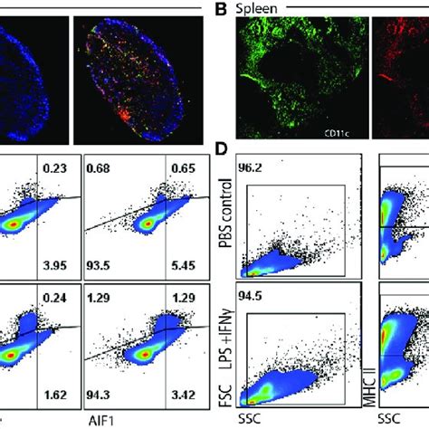 Allograft Inflammatory Factor 1 Aif1 Is Expressed In Splenic And