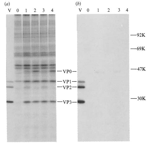 In Vivo Myristoylation Of Mutated VP0 Hela Cells 106 In A 3 106