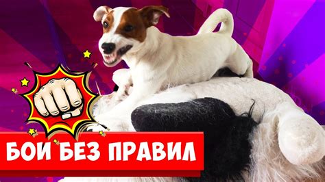 КТО КРУЧЕ ЛОКИ БОБО vs Игрушки 🐾 Влог - 21 серия - YouTube