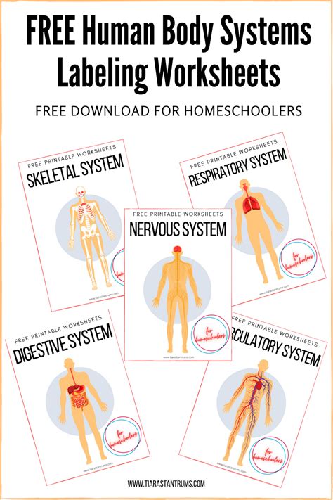 Human Body Systems Review Worksheet