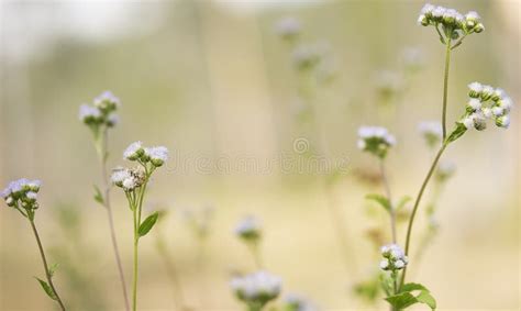 Fiori Selvaggi Del Campo Del Fondo Australiano Della Primavera Immagine