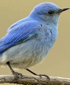 Nestwatch Blue Bird Birds Bluebird Nest