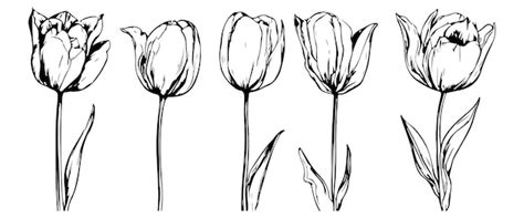 Premium Vector Set Of Tulip Birth Month Flowers In March Botanical Line Art Vector