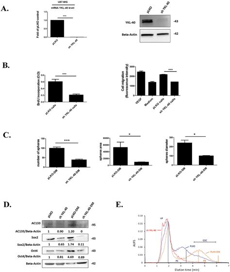 Ykl 40 Expression Is Essential To Maintain The Undifferentiated State Download Scientific