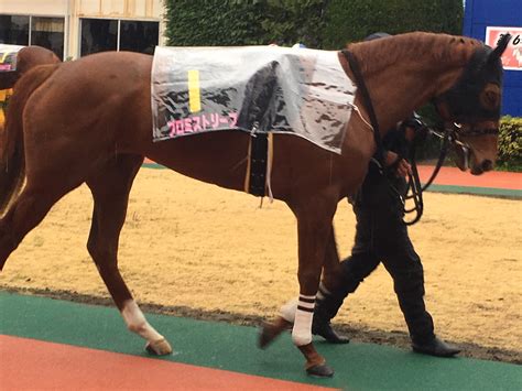 プロミストリープ、浦和桜花賞制覇！！！ シルク2015世代