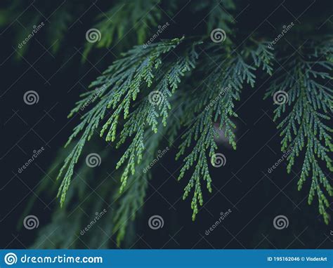 Thuja Leaves Isolated White Background Evergreen Plant Stock Photo