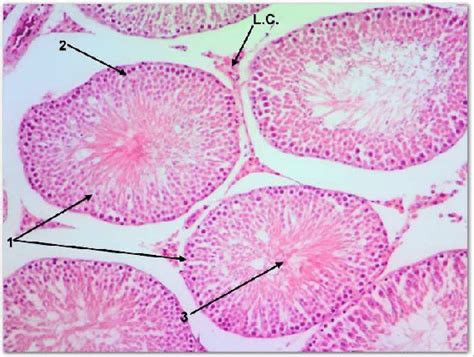 A Transverse Section In Rat Testis From The Control Group Shows Normal