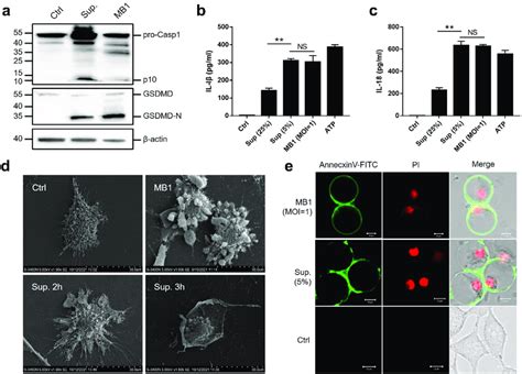 MB1 and its culture supernatant induce pyroptosis at low doses. (a)... | Download Scientific Diagram