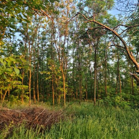 Premium Photo A Forest With A Pile Of Sticks And A Tree In The Foreground