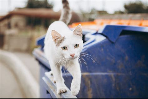 Jangan Remehin Ini 5 Fakta Unik Kucing Jalanan Yang Mungkin Belum Kamu