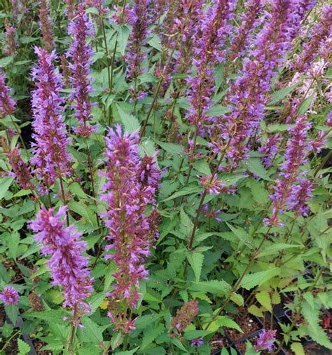 Agastache Purple Haze De Tuinstek