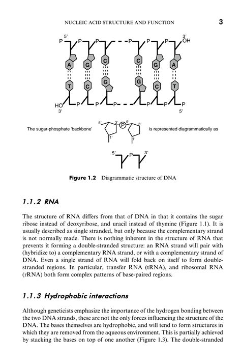 Solution Molecular Genetics Of Bacteria Nucleic Acid Structure And