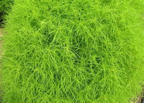 Kochia Scoparia Seeds Professional Live Plants Supplier Natural