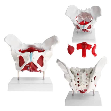 Buy Bgdgtp Female Pelvis Floor Muscles Modellife Size Female Pelvis