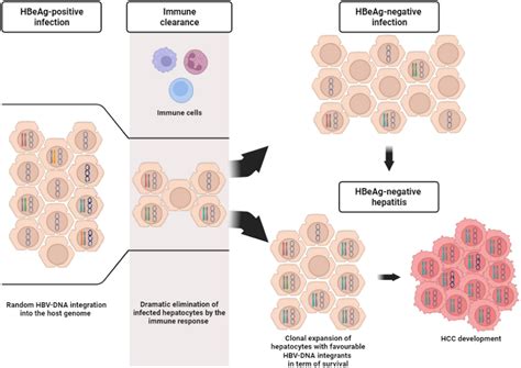 Frontiers Hepatitis B Virus Dna Integration As A Novel Biomarker Of