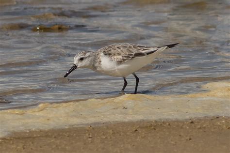 Der Strandläufer Sanderling Calidris Alba C Udo Krupka