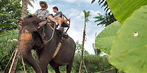 Bali Elephant Ride And Kintamani Volcano Tour Bali Combination Tours