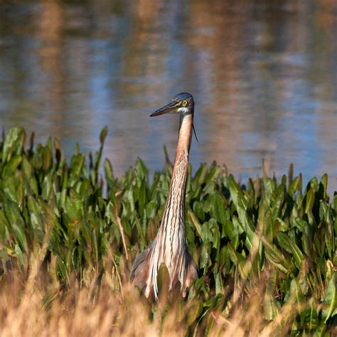 Purple Heron Courting