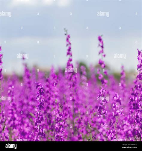 Delphinium Ajacis Purple Flowers Stock Photo Alamy