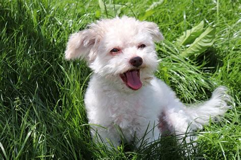 Russian Tsvetnaya Bolonka Dog Breed Info - The Dogs Journal