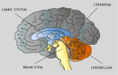 C Neurobiological 1 Parts Of The Brain Flashcards Quizlet