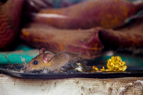 9 Students Fall Sick As Dead Rat Found In Mid Day Meal At Up School