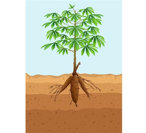 Premium Vector Cassava Tree Plant With Roots