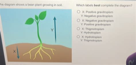 Solved: he diagram shows a bean plant growing in soil. Which labels ...