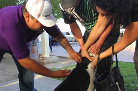 Campaña de esterilización canina inicia este sábado en Iztapalapa