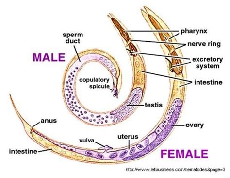 Ascaris Male And Female Anatomy Nematode Biology Human Body Facts