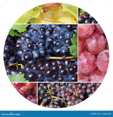 Grape fruit stock image. Image of fruit, viticulture - 93011107