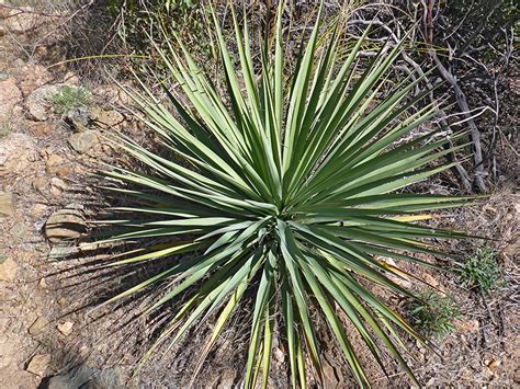 Spherical Rosette Pictures Of Yucca Schottii Southwest Usa Yucca