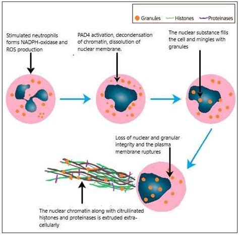 Schematic Representation Of Neutrophil Extracellular Trap Net