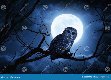 Owl Watches Intently Illuminated By Full Moon On H Stock Image Image