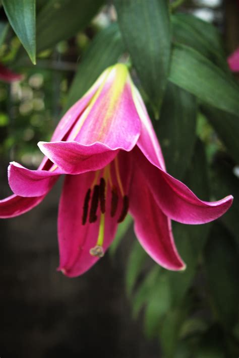 Lily Plant Flower - Free photo on Pixabay - Pixabay