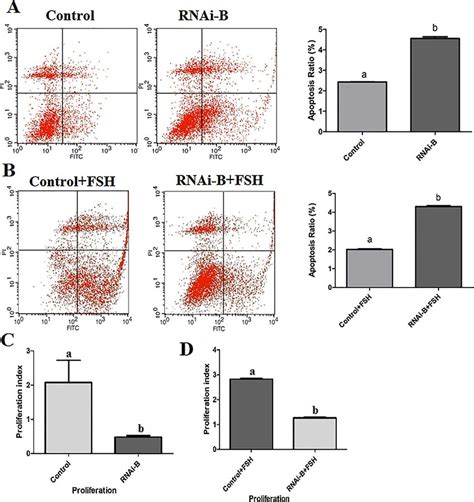 Apoptosis And Proliferation Assay Of Rnai B Transfected Mgcs With And