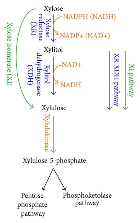 Two Possible Xylose Metabolic Pathways That Are Commonly Used In Yeast Download Scientific