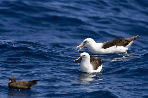 Bullers Albatross Chris Hill Wildlife Photography