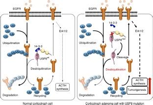 Mutations In The Deubiquitinase Gene USP8 Cause Cushing S Disease