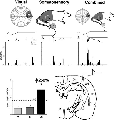 Receptive Fi Eld Overlap And Multisensory Enhancement In A Visual